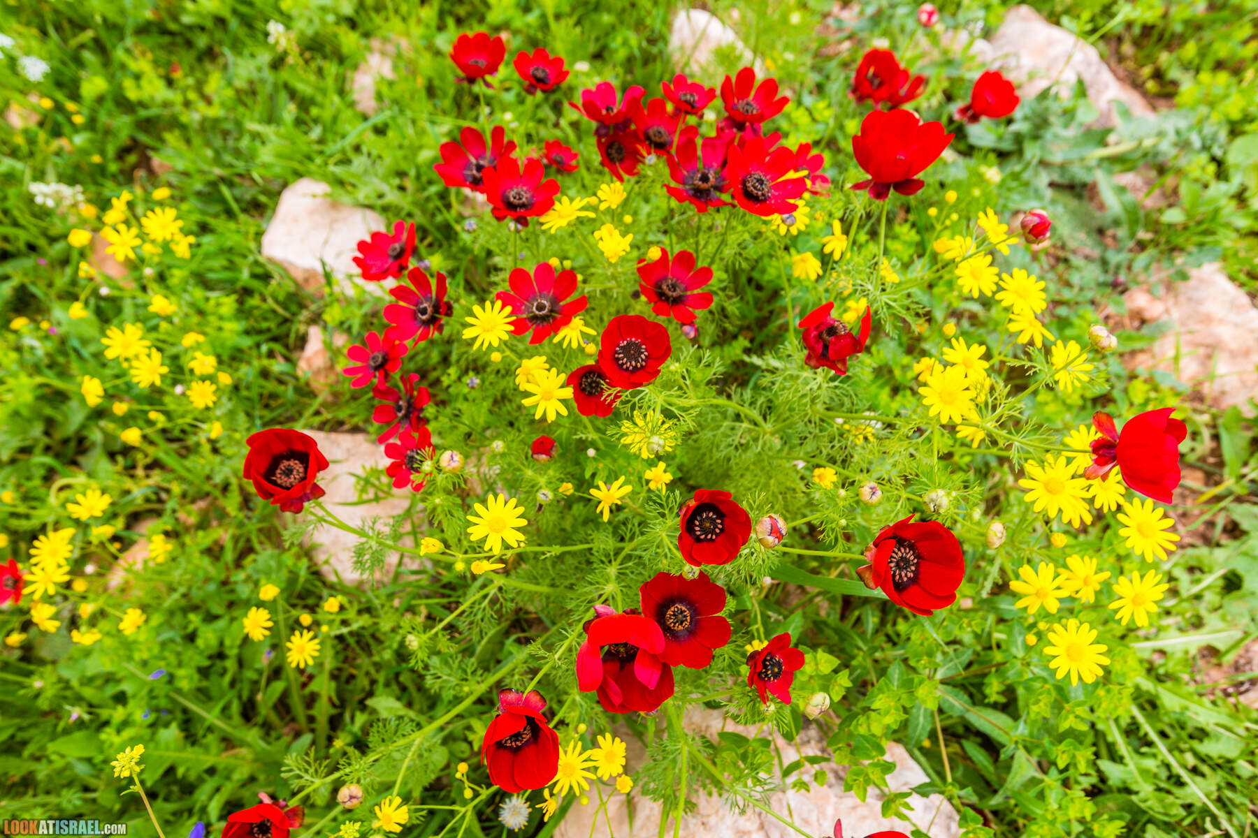 LookAtIsrael.com - Заповедник Ум Зука в Иорданской долине, Израиль | Um Zuka Reserve, Jordan valley, Israel | שמורת אום זוקה בבקעת ירדן