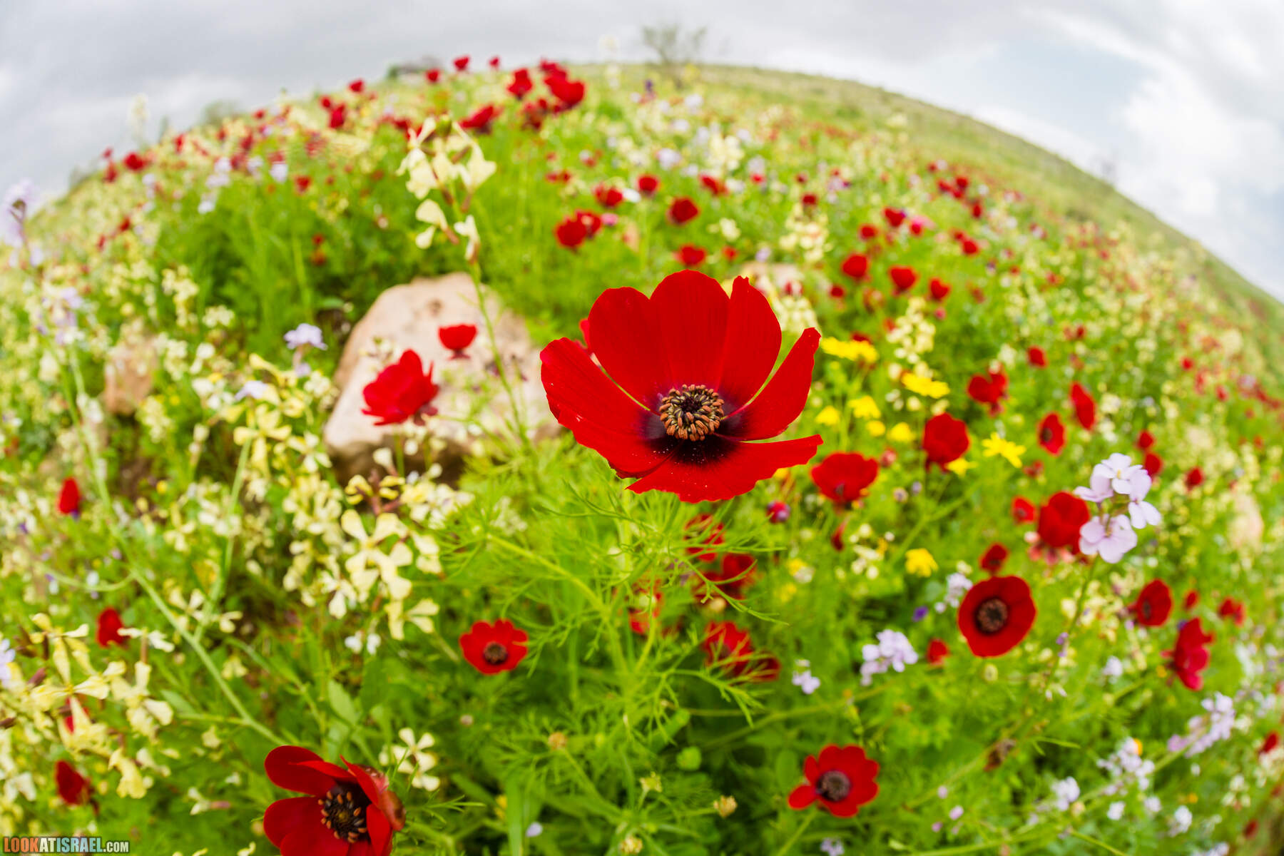 LookAtIsrael.com - Заповедник Ум Зука в Иорданской долине, Израиль | Um Zuka Reserve, Jordan valley, Israel | שמורת אום זוקה בבקעת ירדן