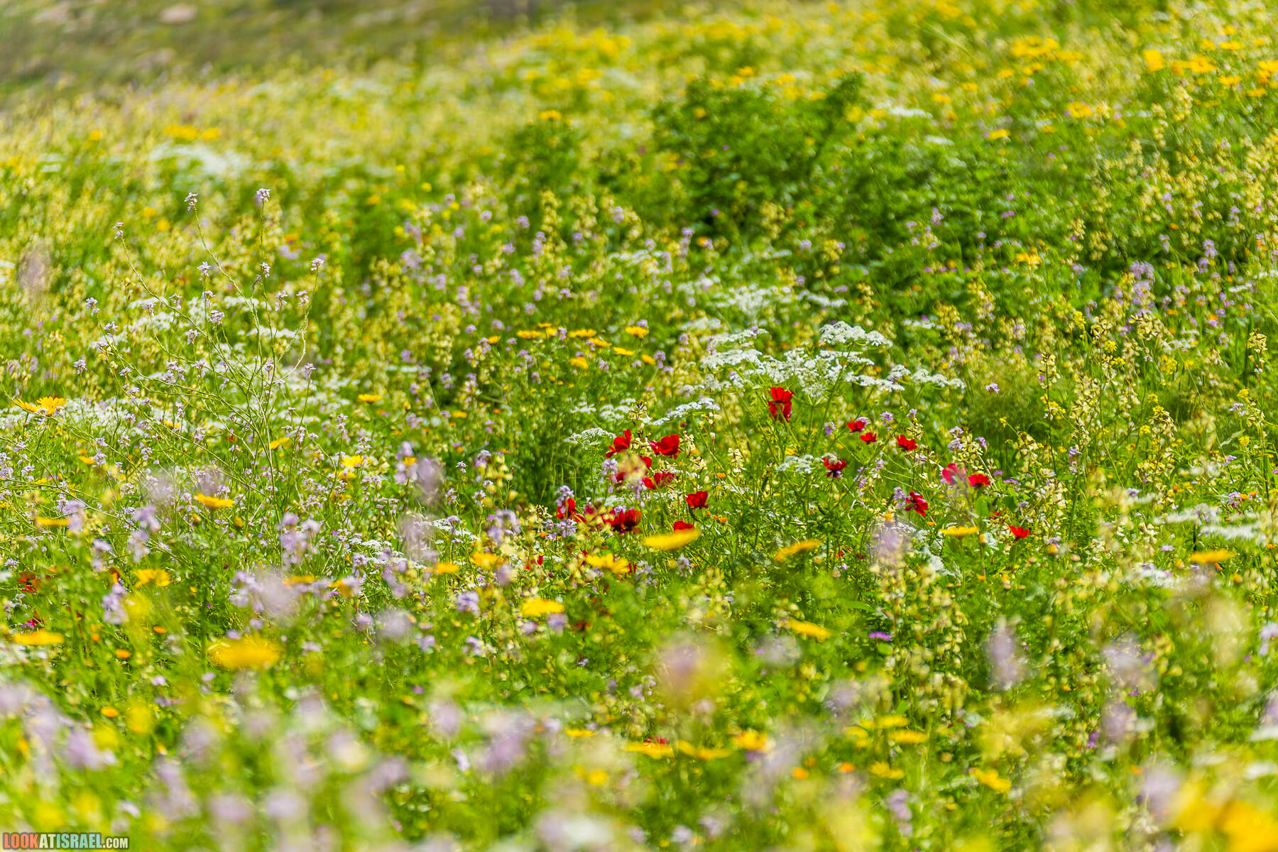 LookAtIsrael.com - Заповедник Ум Зука в Иорданской долине, Израиль | Um Zuka Reserve, Jordan valley, Israel | שמורת אום זוקה בבקעת ירדן