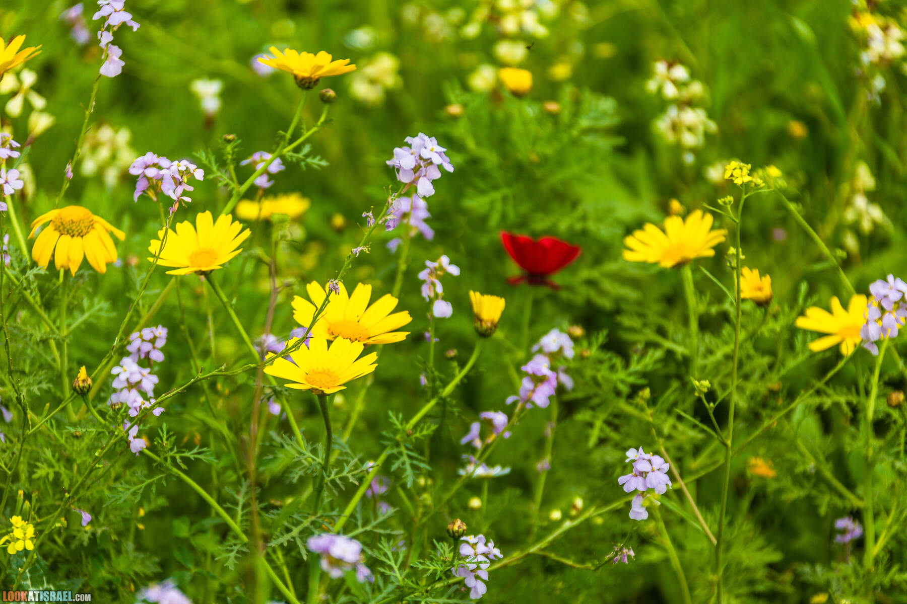 LookAtIsrael.com - Заповедник Ум Зука в Иорданской долине, Израиль | Um Zuka Reserve, Jordan valley, Israel | שמורת אום זוקה בבקעת ירדן