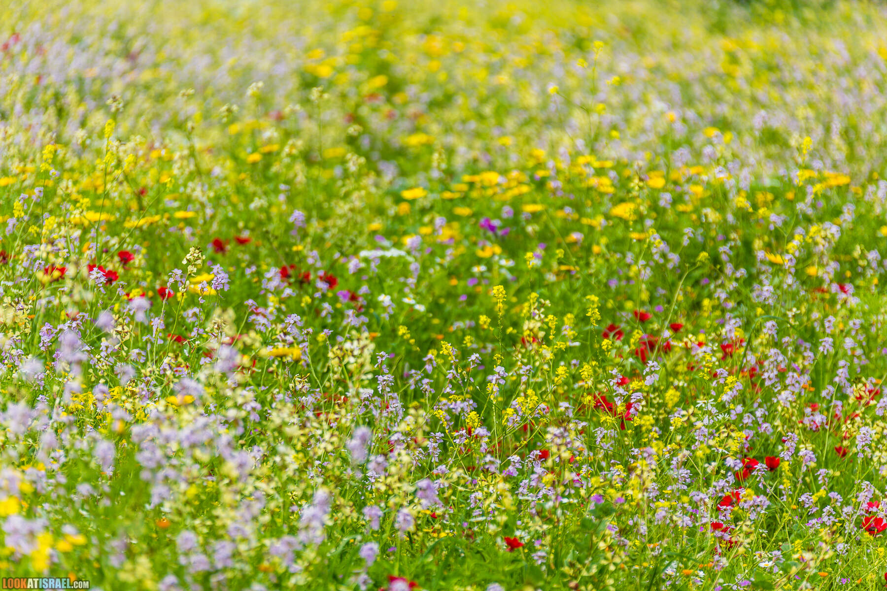 LookAtIsrael.com - Заповедник Ум Зука в Иорданской долине, Израиль | Um Zuka Reserve, Jordan valley, Israel | שמורת אום זוקה בבקעת ירדן