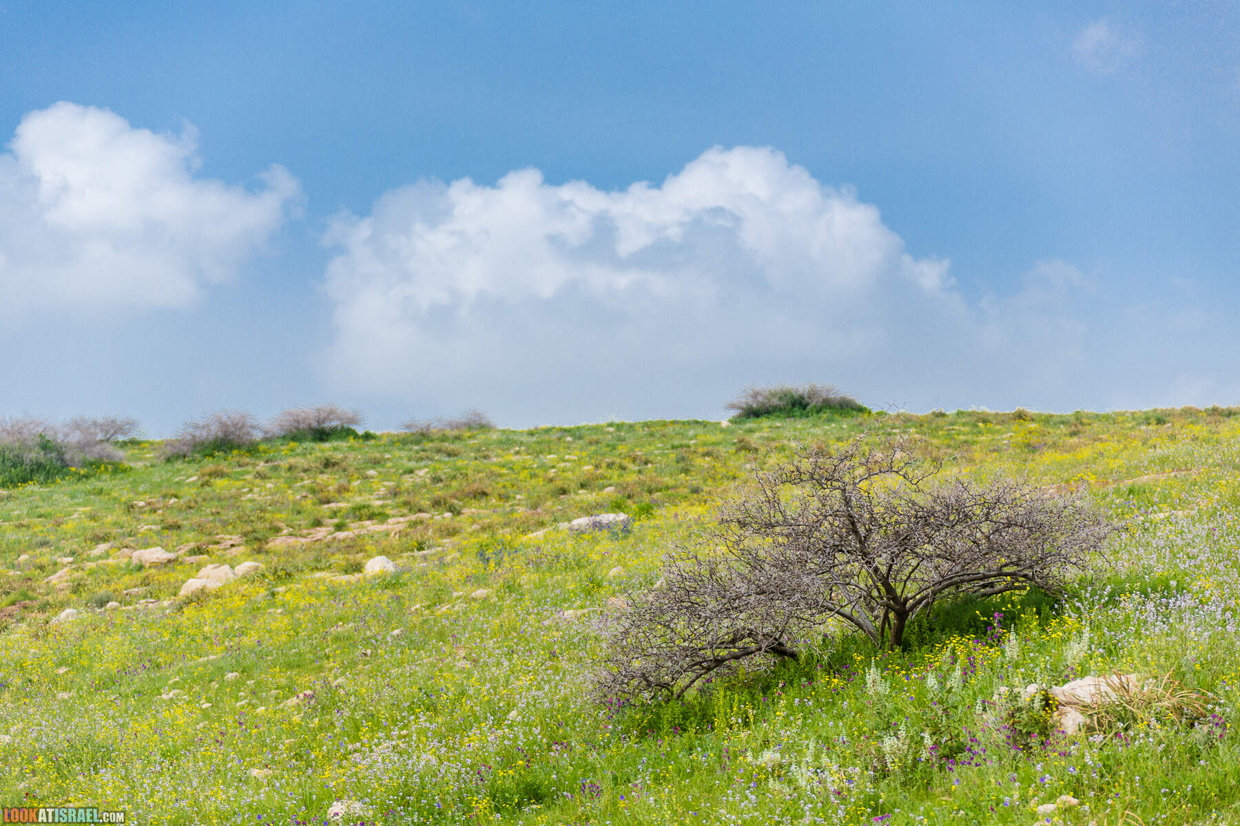 LookAtIsrael.com - Заповедник Ум Зука в Иорданской долине, Израиль | Um Zuka Reserve, Jordan valley, Israel | שמורת אום זוקה בבקעת ירדן