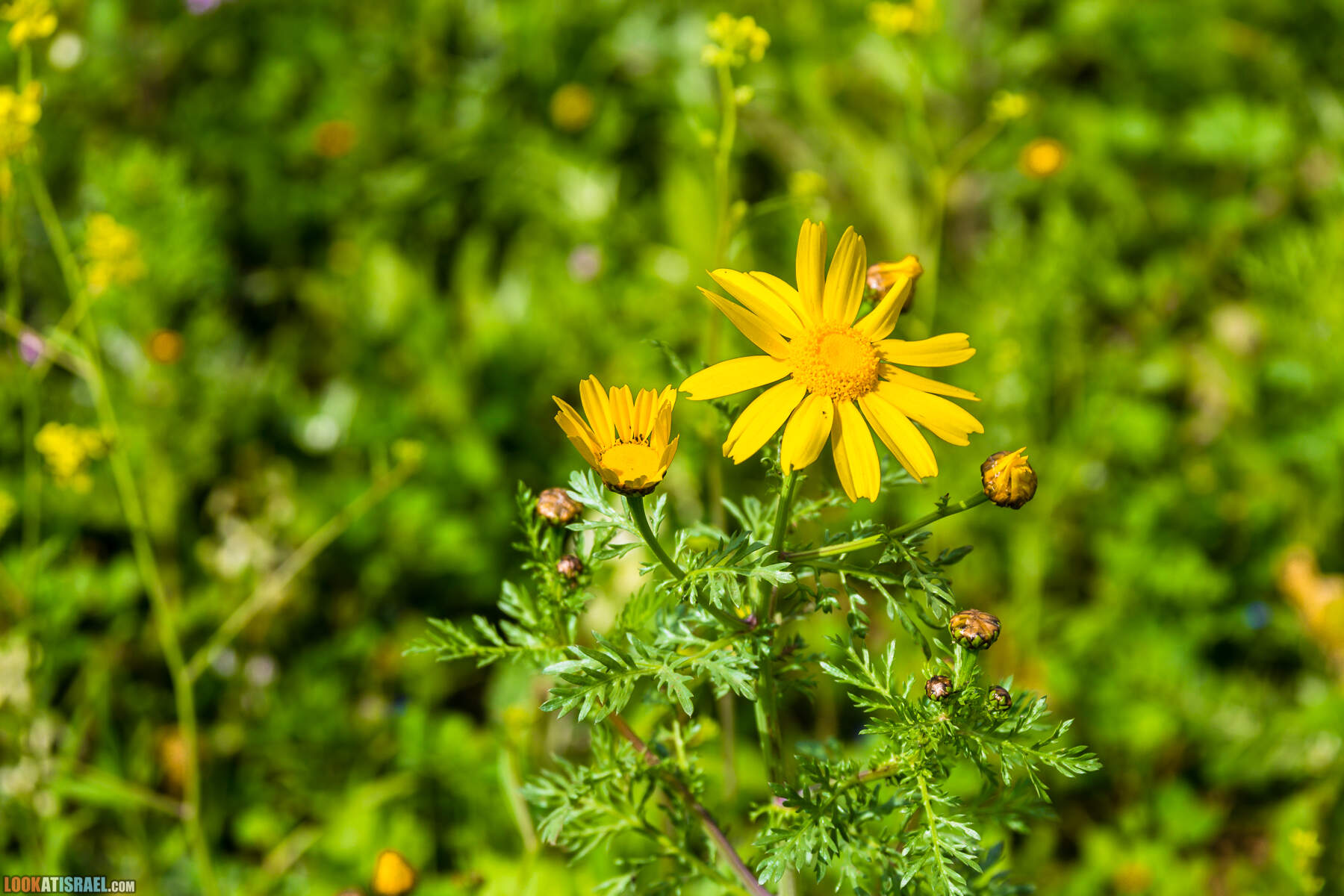 LookAtIsrael.com - Заповедник Ум Зука в Иорданской долине, Израиль | Um Zuka Reserve, Jordan valley, Israel | שמורת אום זוקה בבקעת ירדן