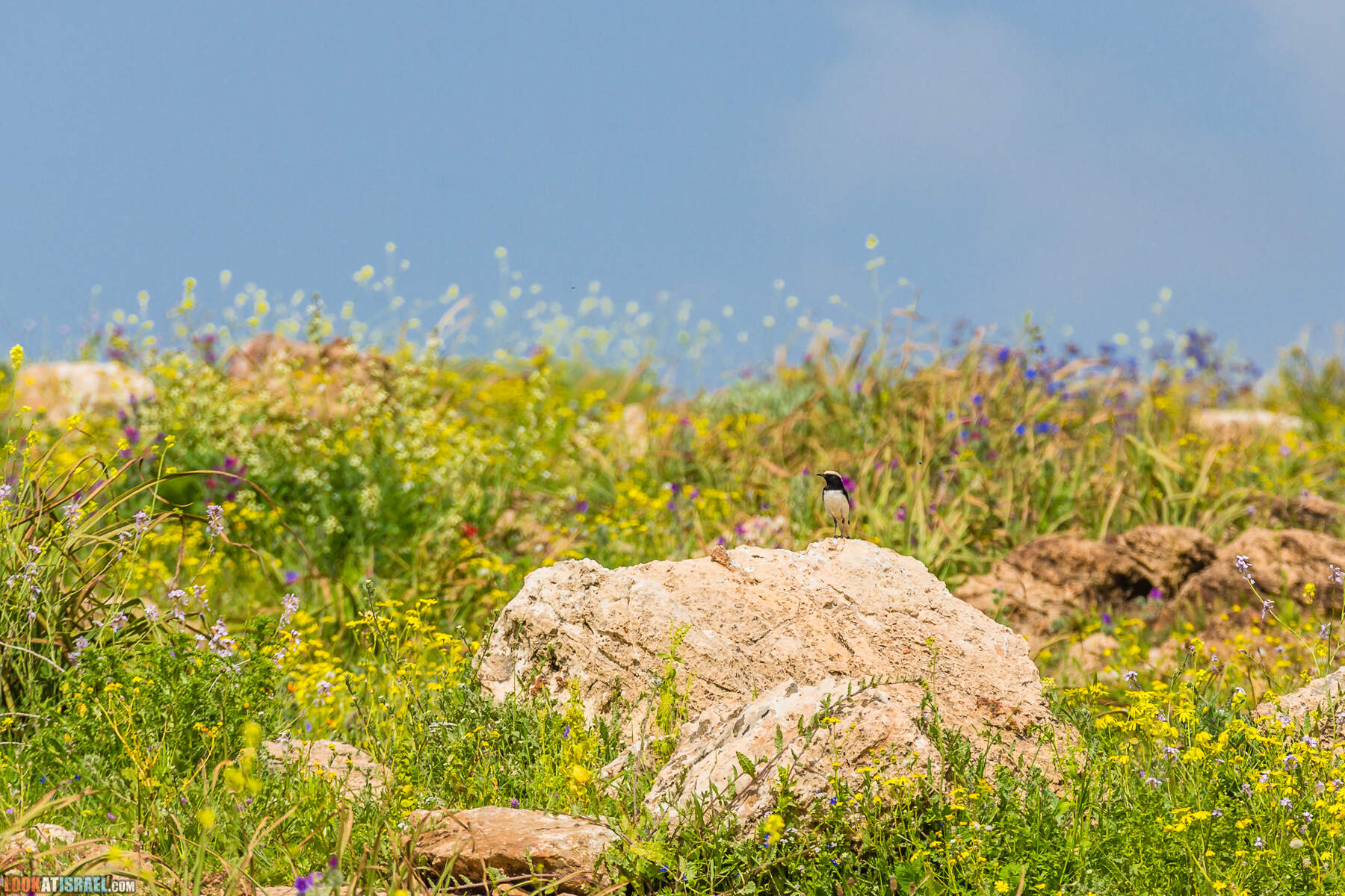 LookAtIsrael.com - Заповедник Ум Зука в Иорданской долине, Израиль | Um Zuka Reserve, Jordan valley, Israel | שמורת אום זוקה בבקעת ירדן