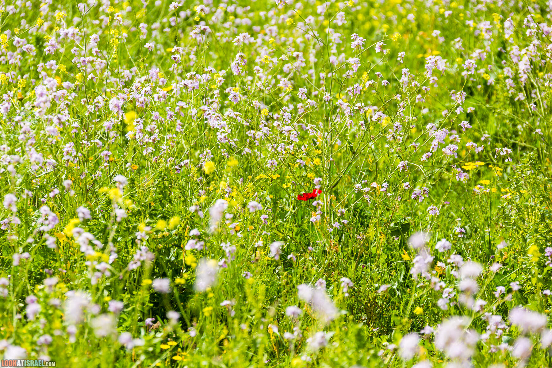 LookAtIsrael.com - Заповедник Ум Зука в Иорданской долине, Израиль | Um Zuka Reserve, Jordan valley, Israel | שמורת אום זוקה בבקעת ירדן