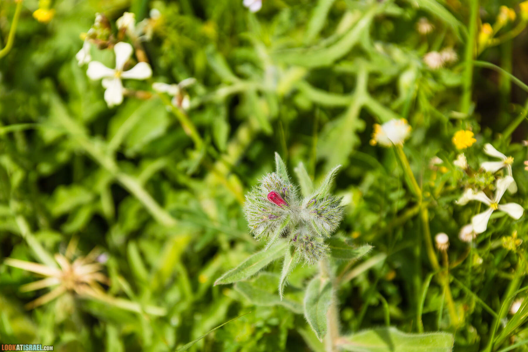 LookAtIsrael.com - Заповедник Ум Зука в Иорданской долине, Израиль | Um Zuka Reserve, Jordan valley, Israel | שמורת אום זוקה בבקעת ירדן