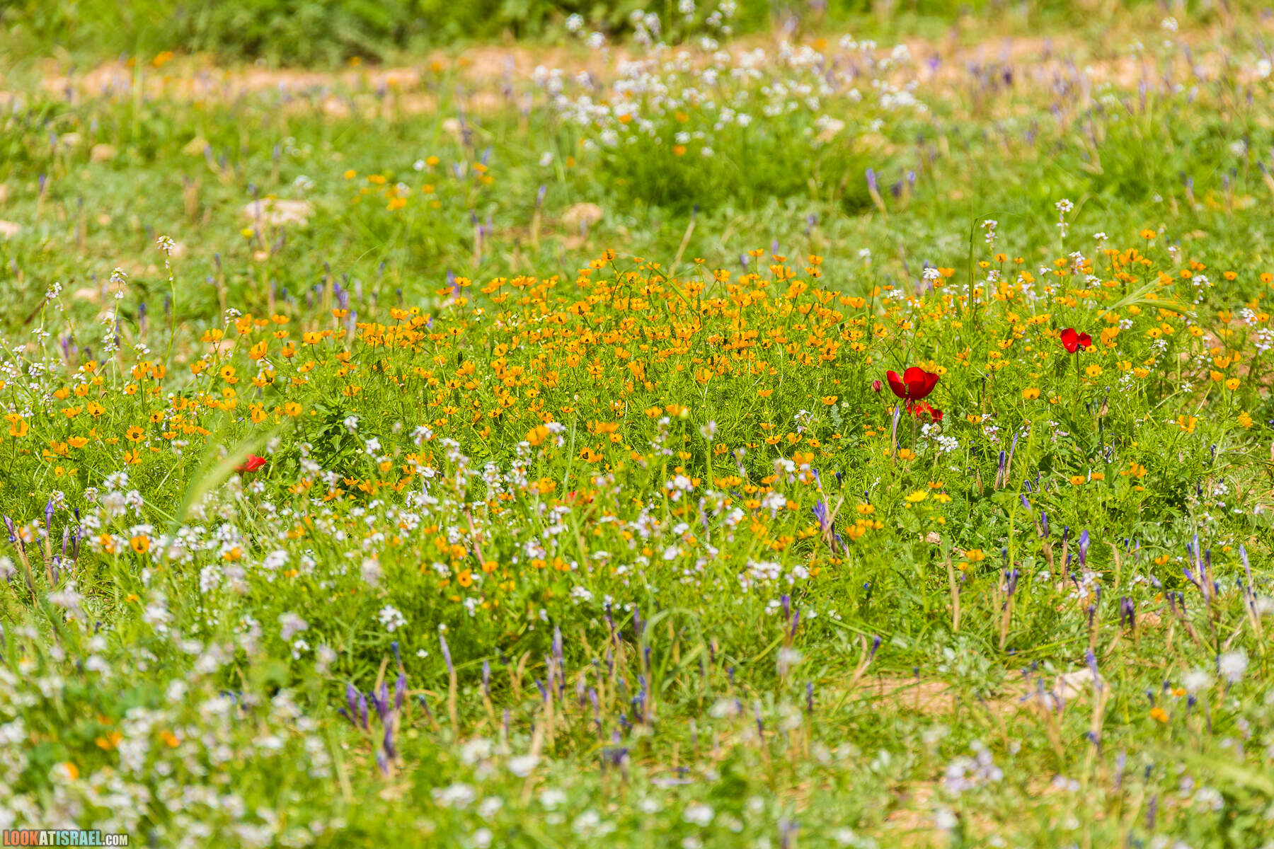 LookAtIsrael.com - Заповедник Ум Зука в Иорданской долине, Израиль | Um Zuka Reserve, Jordan valley, Israel | שמורת אום זוקה בבקעת ירדן