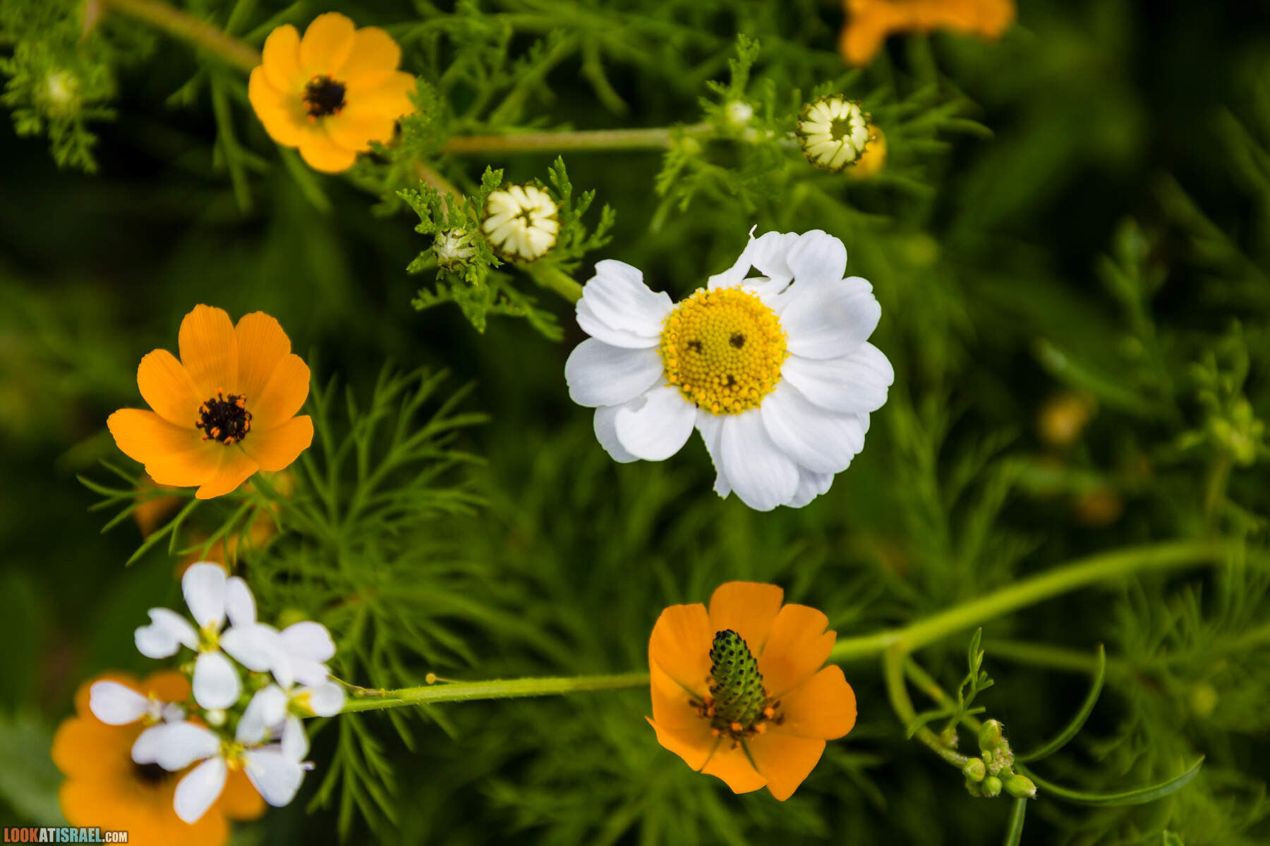 LookAtIsrael.com - Заповедник Ум Зука в Иорданской долине, Израиль | Um Zuka Reserve, Jordan valley, Israel | שמורת אום זוקה בבקעת ירדן