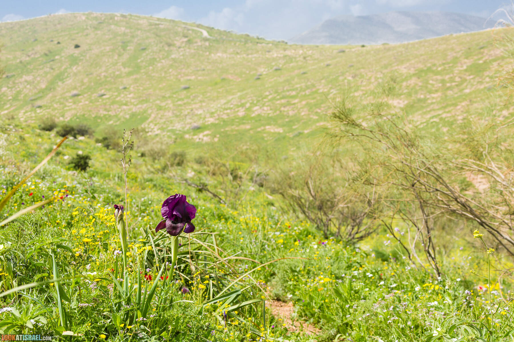 LookAtIsrael.com - Заповедник Ум Зука в Иорданской долине, Израиль | Um Zuka Reserve, Jordan valley, Israel | שמורת אום זוקה בבקעת ירדן