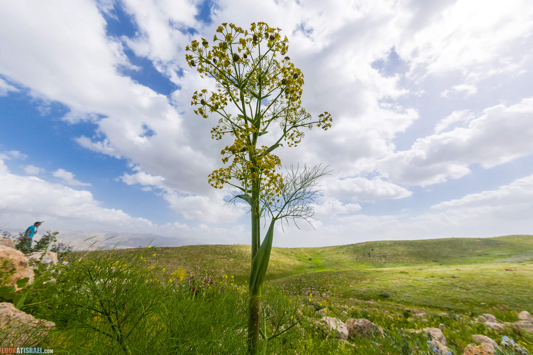LookAtIsrael.com - Заповедник Ум Зука в Иорданской долине, Израиль | Um Zuka Reserve, Jordan valley, Israel | שמורת אום זוקה בבקעת ירדן