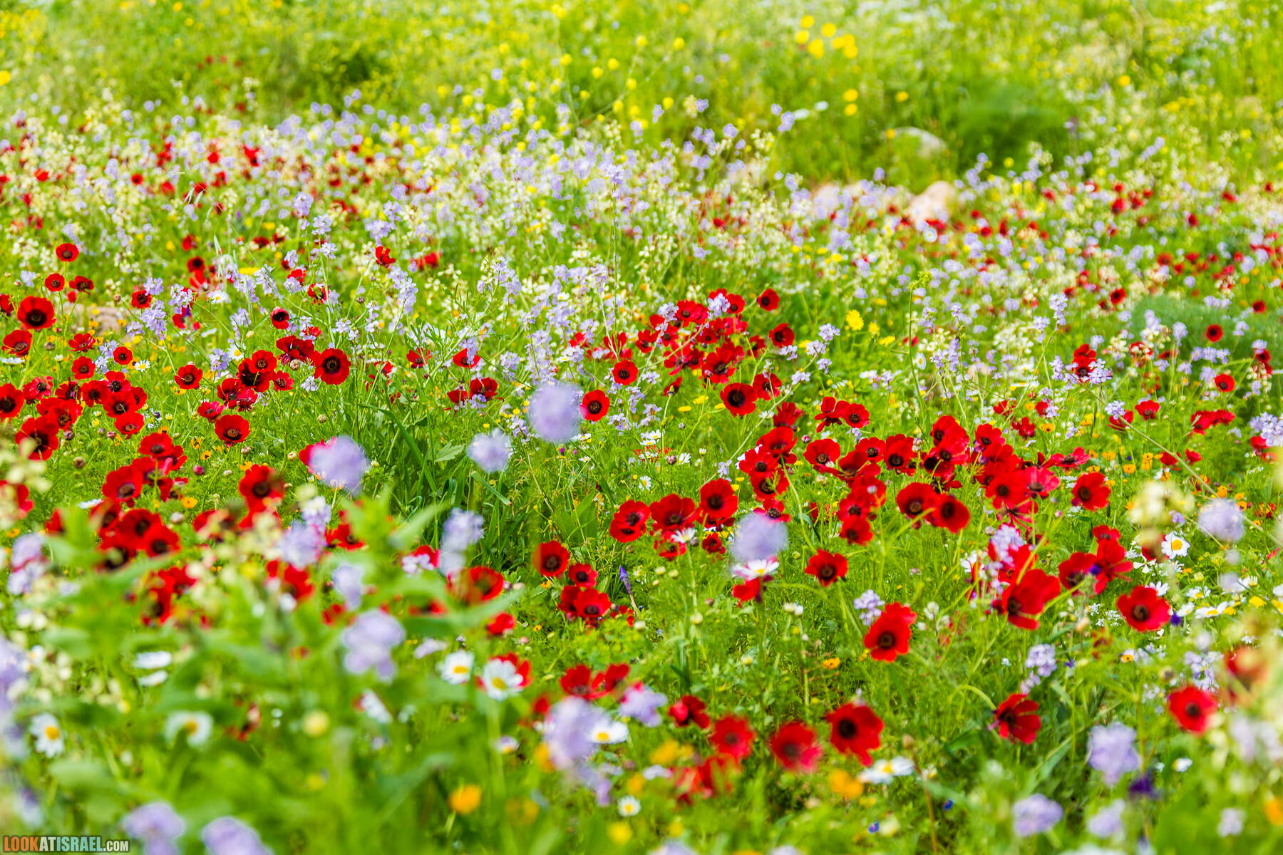 LookAtIsrael.com - Заповедник Ум Зука в Иорданской долине, Израиль | Um Zuka Reserve, Jordan valley, Israel | שמורת אום זוקה בבקעת ירדן