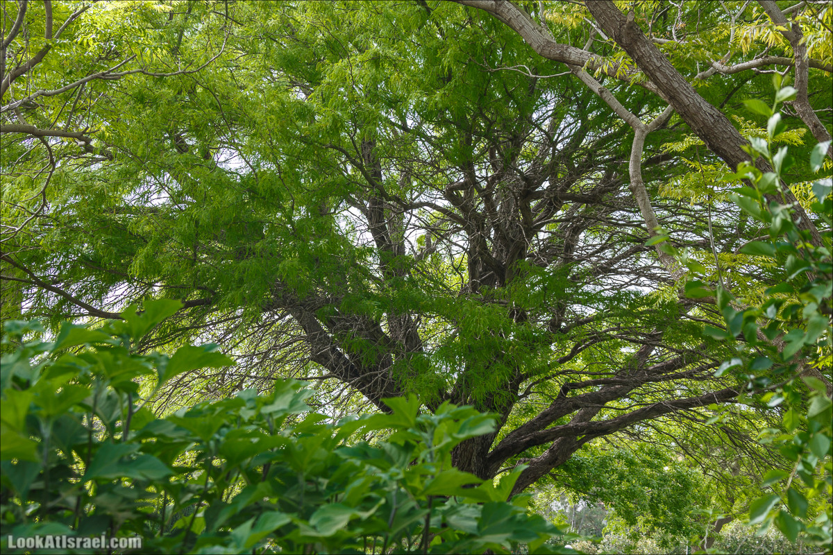Христианский кибуц Нес Амим | LookAtIsrael.com - Фото путешествия по Израилю