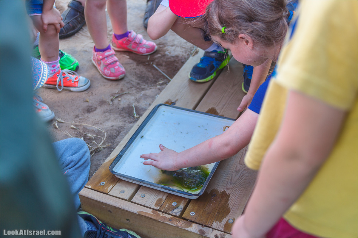 Озеро в Тель Авиве | LookAtIsrael.com - Фото путешествия по Израилю