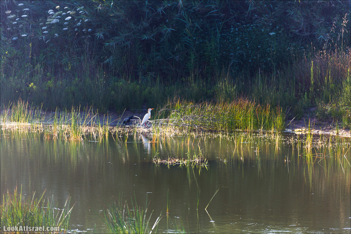 Озеро в Тель Авиве | LookAtIsrael.com - Фото путешествия по Израилю