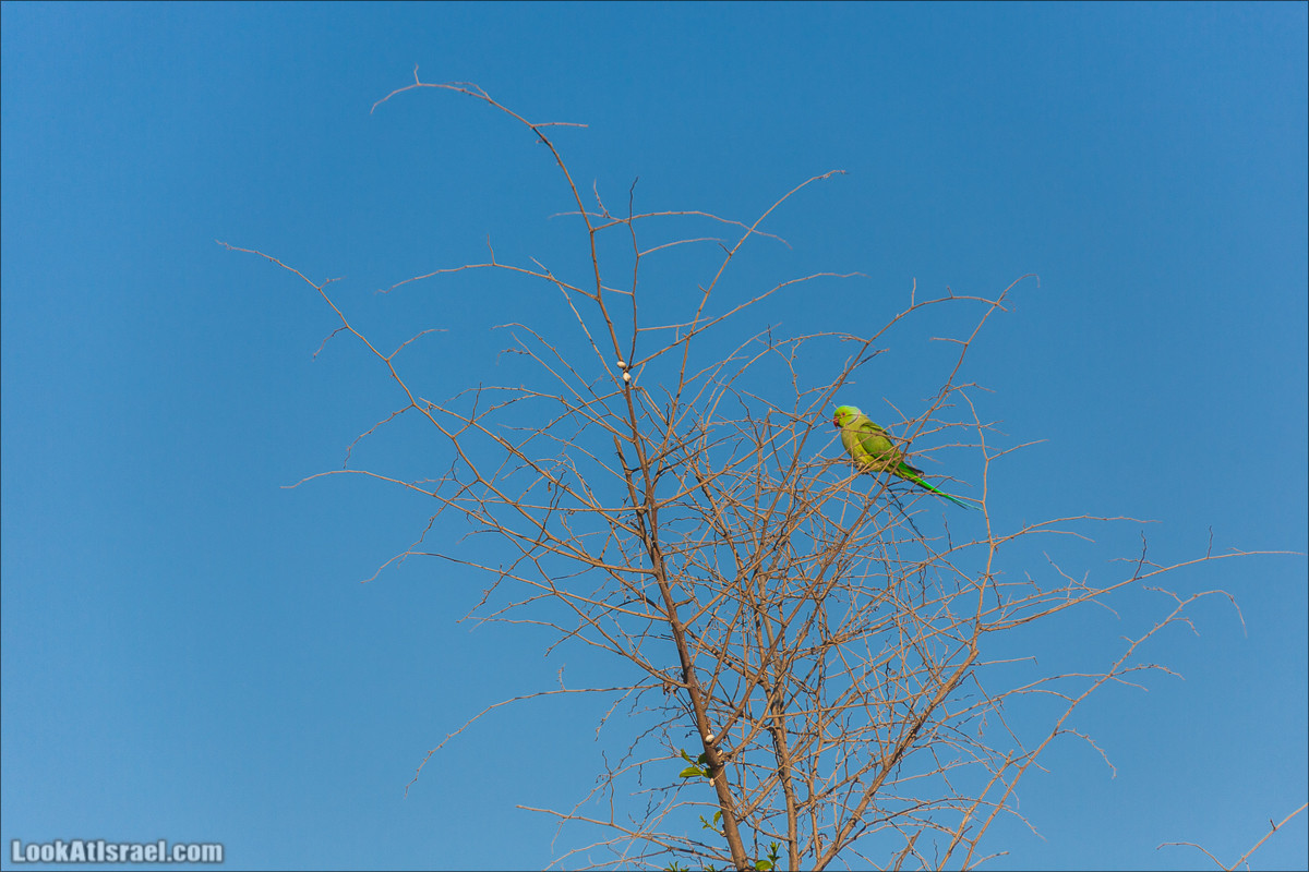 Озеро в Тель Авиве | LookAtIsrael.com - Фото путешествия по Израилю