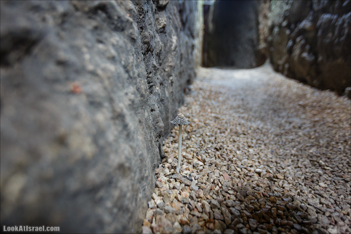 Город Давида в Иерусалиме| City of David | עיר דוד | LookAtIsrael.com - Фото путешествия по Израилю