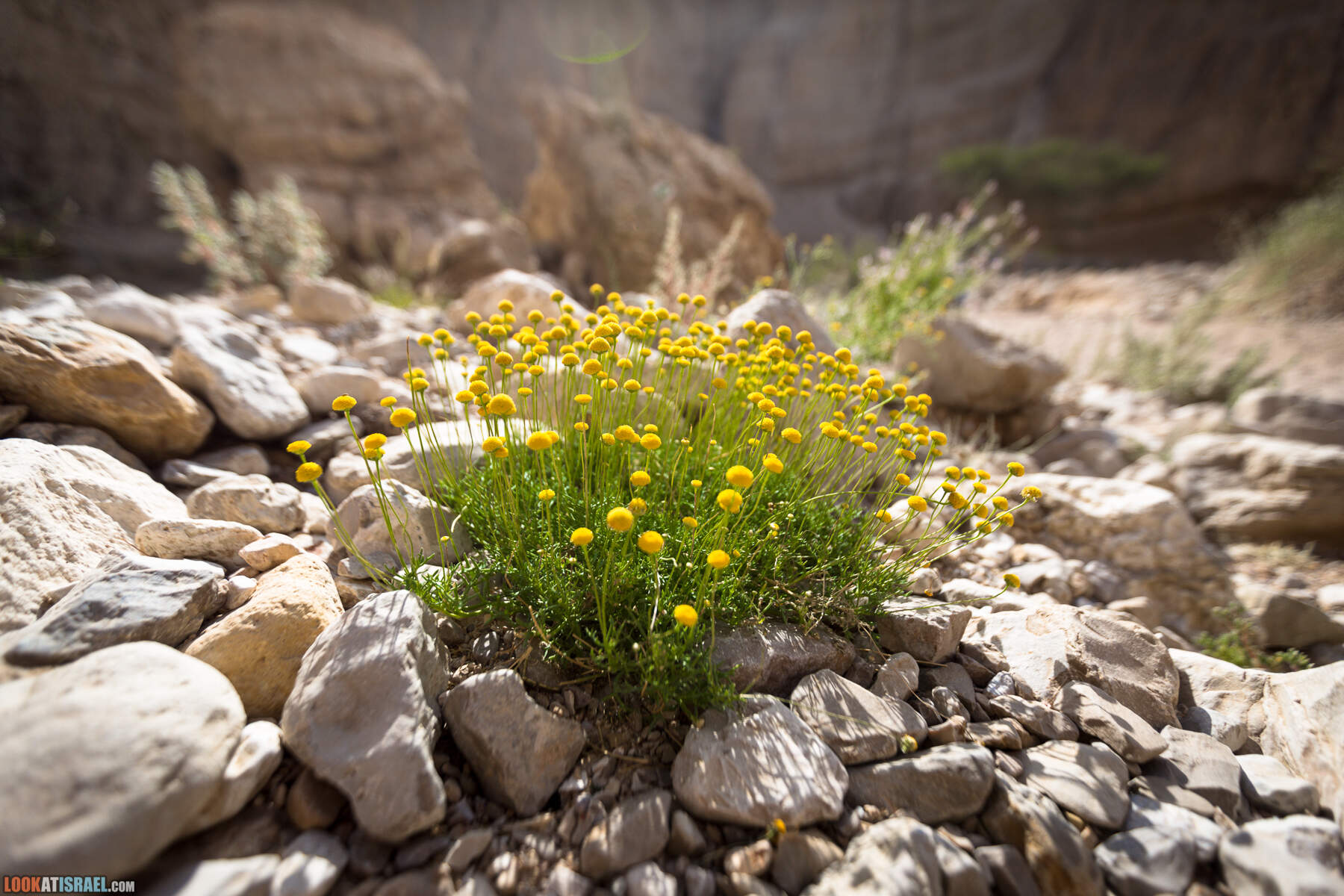 Крепость Зоар, Нахаль Ром и нахаль Израх | Zohar Fortress, Nahal Rom, Wadi Izrah | מצעד זוהר נחל רום ואדי יזרח | LookAtIsrael.com - Фото путешествия по Израилю|Крепость Зоар, Нахаль Ром и нахаль Израх | Zohar Fortress, Nahal Rom, Wadi Izrah | מצעד זוהר נחל רום ואדי יזרח | LookAtIsrael.com - Фото путешествия по Израилю|Крепость Зоар, Нахаль Ром и нахаль Израх | Zohar Fortress, Nahal Rom, Wadi Izrah | מצעד זוהר נחל רום ואדי יזרח | LookAtIsrael.com - Фото путешествия по Израилю|Крепость Зоар, Нахаль Ром и нахаль Израх | Zohar Fortress, Nahal Rom, Wadi Izrah | מצעד זוהר נחל רום ואדי יזרח | LookAtIsrael.com - Фото путешествия по Израилю