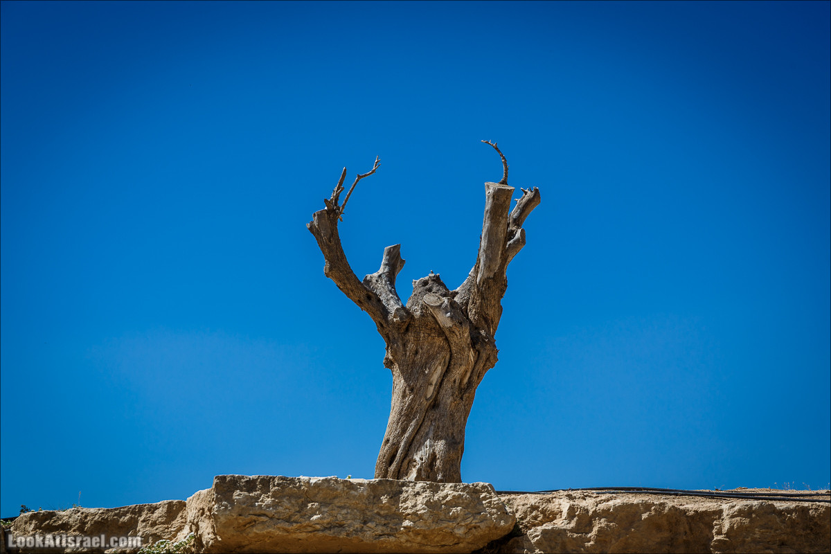 Бен-Гурион, любивший пустыню и оставшийся тут навсегда