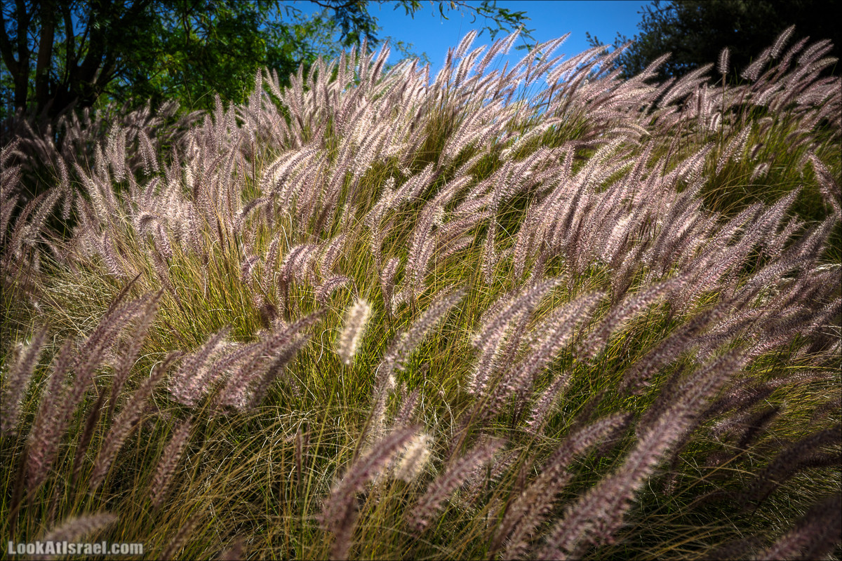 Мидрешет Бен-Гурион, Могила | LookAtIsrael.com - Фото путешествия по Израилю