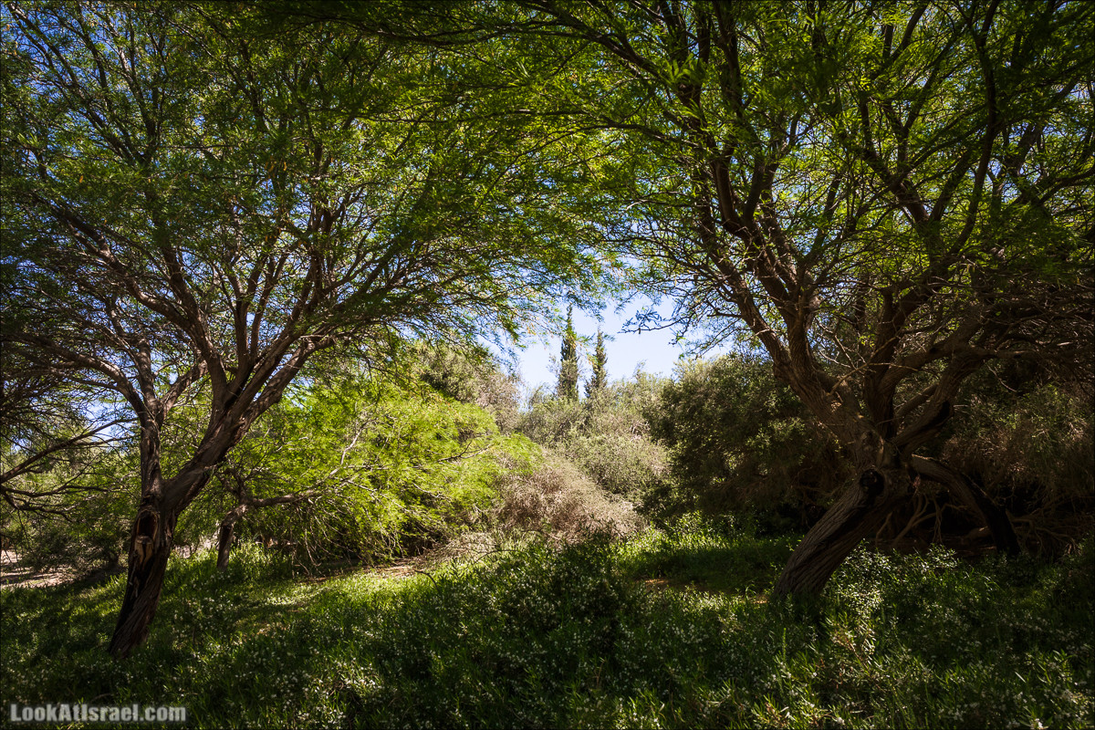Мидрешет Бен-Гурион, Могила | LookAtIsrael.com - Фото путешествия по Израилю