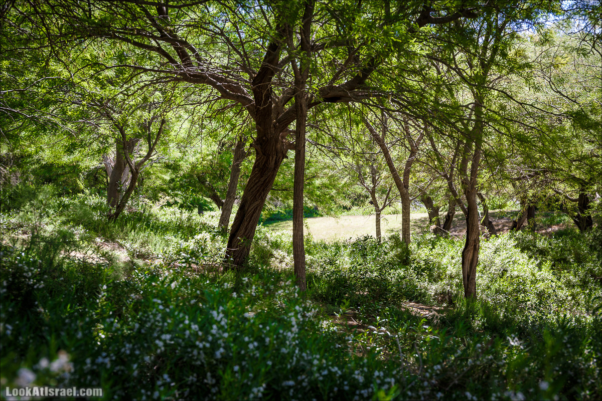 Мидрешет Бен-Гурион, Могила | LookAtIsrael.com - Фото путешествия по Израилю