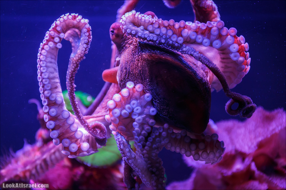 Подводные миры для тех кто не ныряет