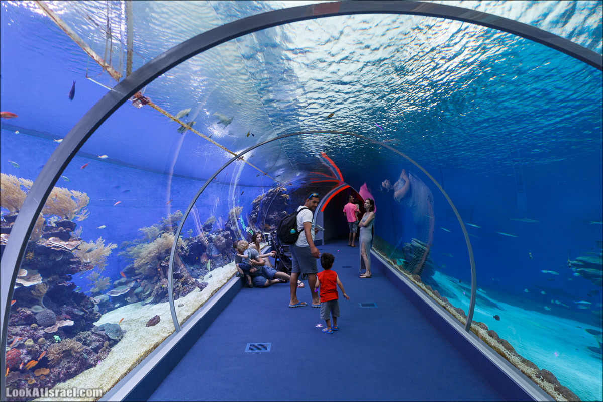 Подводная обсерватория Океанариум, Эйлат | LookAtIsrael.com - Фото путешествия по Израилю