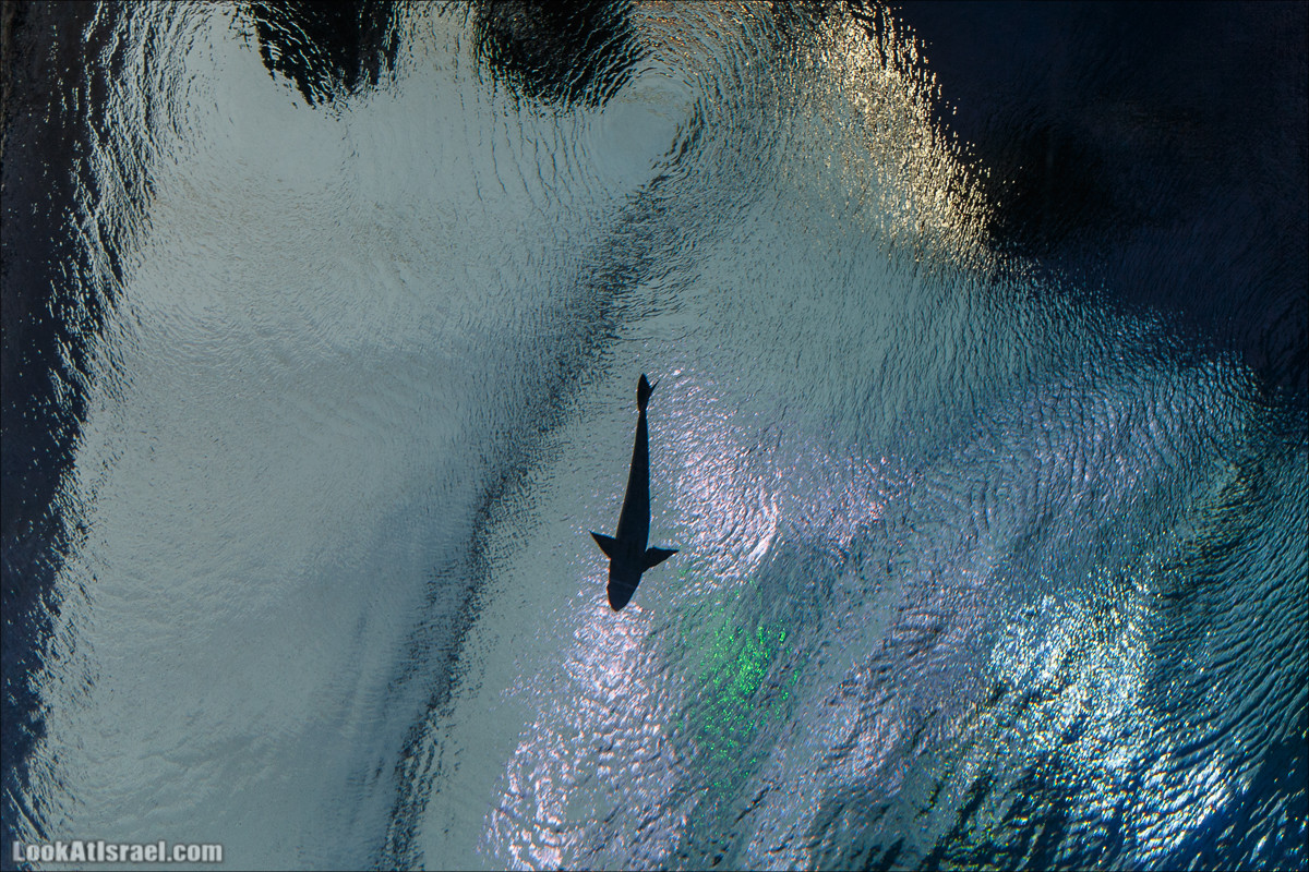 Подводная обсерватория Океанариум, Эйлат | LookAtIsrael.com - Фото путешествия по Израилю