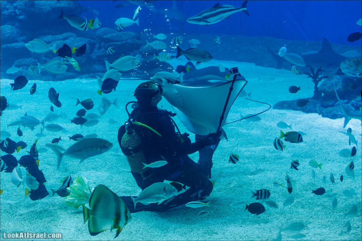 Подводная обсерватория Океанариум, Эйлат | LookAtIsrael.com - Фото путешествия по Израилю