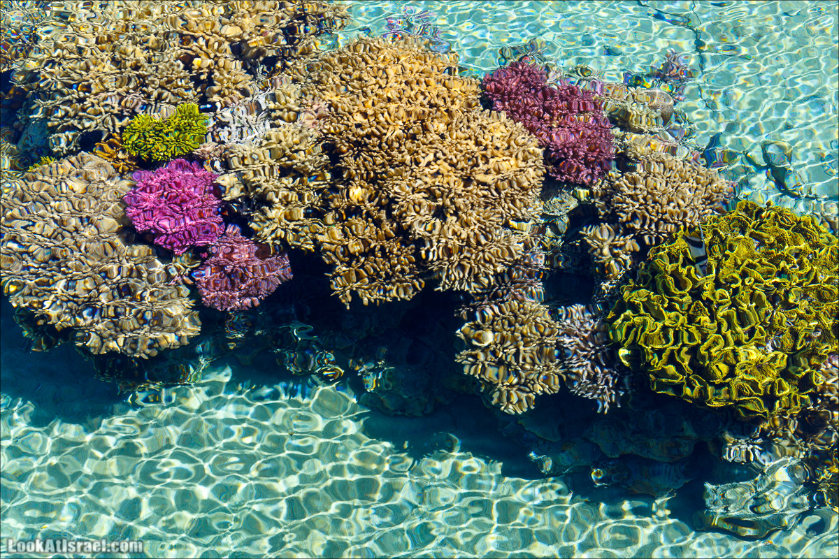 Подводная обсерватория Океанариум, Эйлат | LookAtIsrael.com - Фото путешествия по Израилю