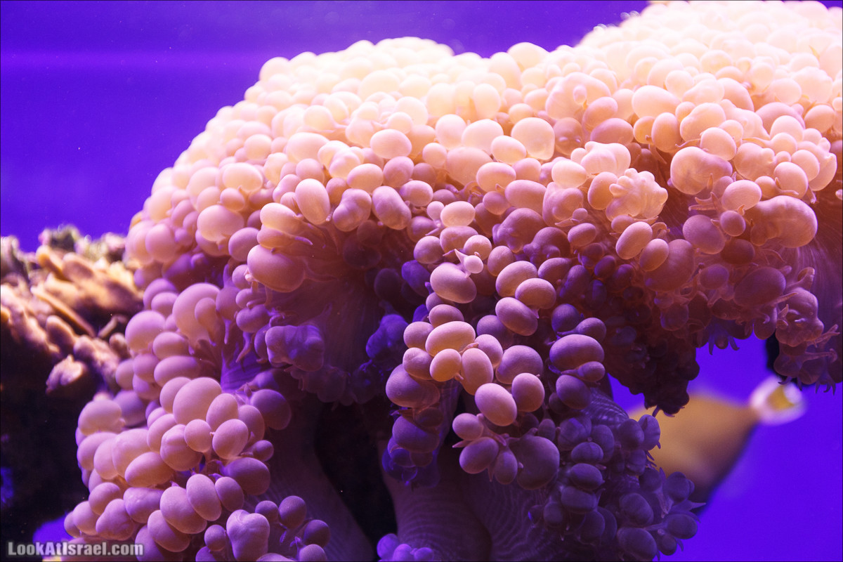 Подводная обсерватория Океанариум, Эйлат | LookAtIsrael.com - Фото путешествия по Израилю