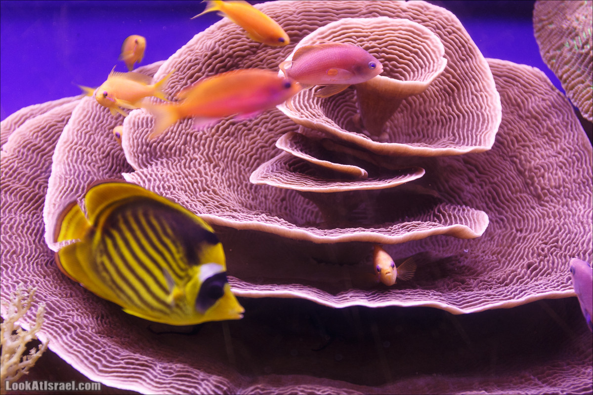 Подводная обсерватория Океанариум, Эйлат | LookAtIsrael.com - Фото путешествия по Израилю