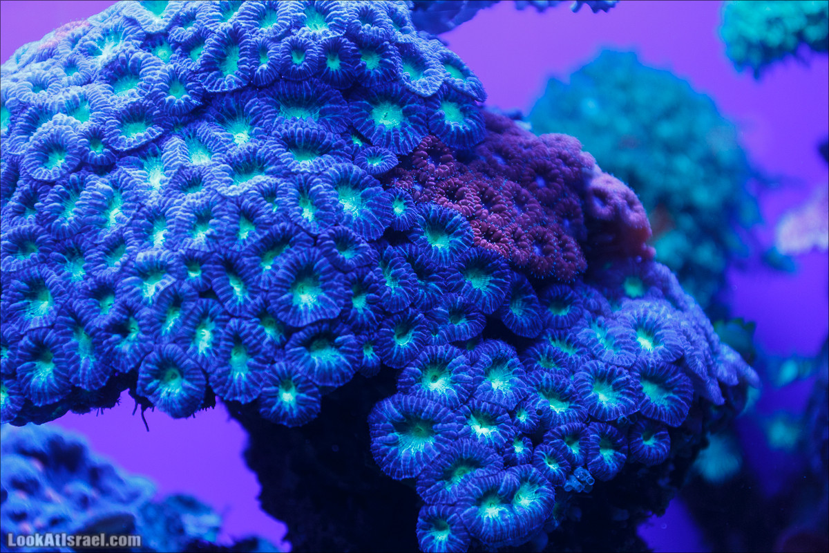 Подводная обсерватория Океанариум, Эйлат | LookAtIsrael.com - Фото путешествия по Израилю