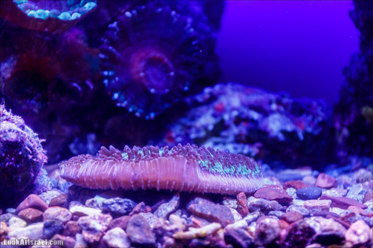 Подводная обсерватория Океанариум, Эйлат | LookAtIsrael.com - Фото путешествия по Израилю