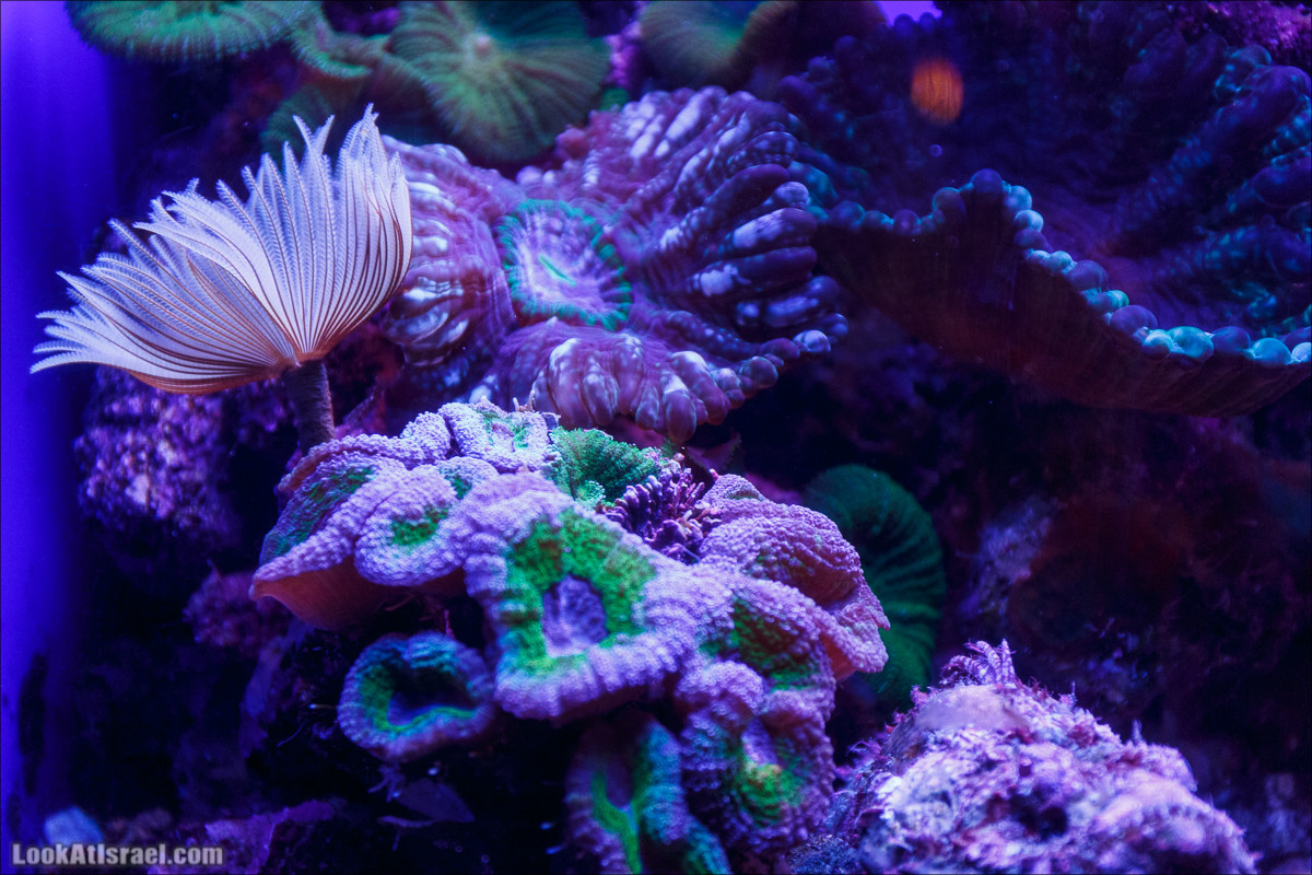 Подводная обсерватория Океанариум, Эйлат | LookAtIsrael.com - Фото путешествия по Израилю