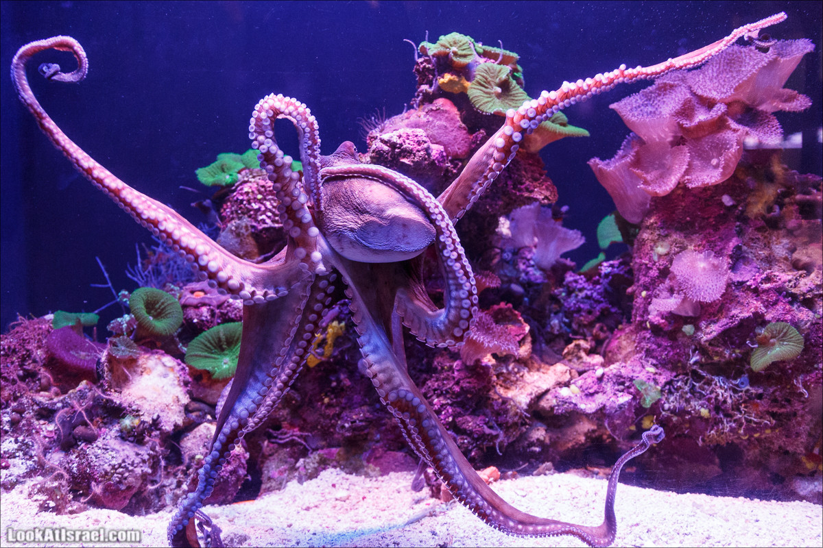 Подводная обсерватория Океанариум, Эйлат | LookAtIsrael.com - Фото путешествия по Израилю