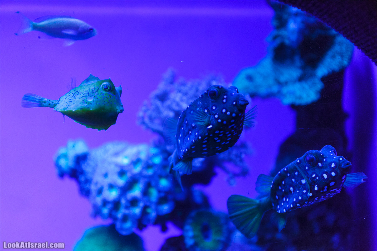 Подводная обсерватория Океанариум, Эйлат | LookAtIsrael.com - Фото путешествия по Израилю