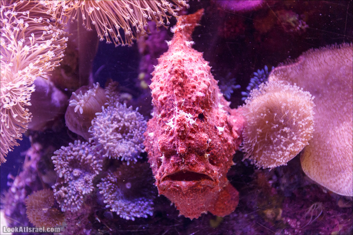 Подводная обсерватория Океанариум, Эйлат | LookAtIsrael.com - Фото путешествия по Израилю