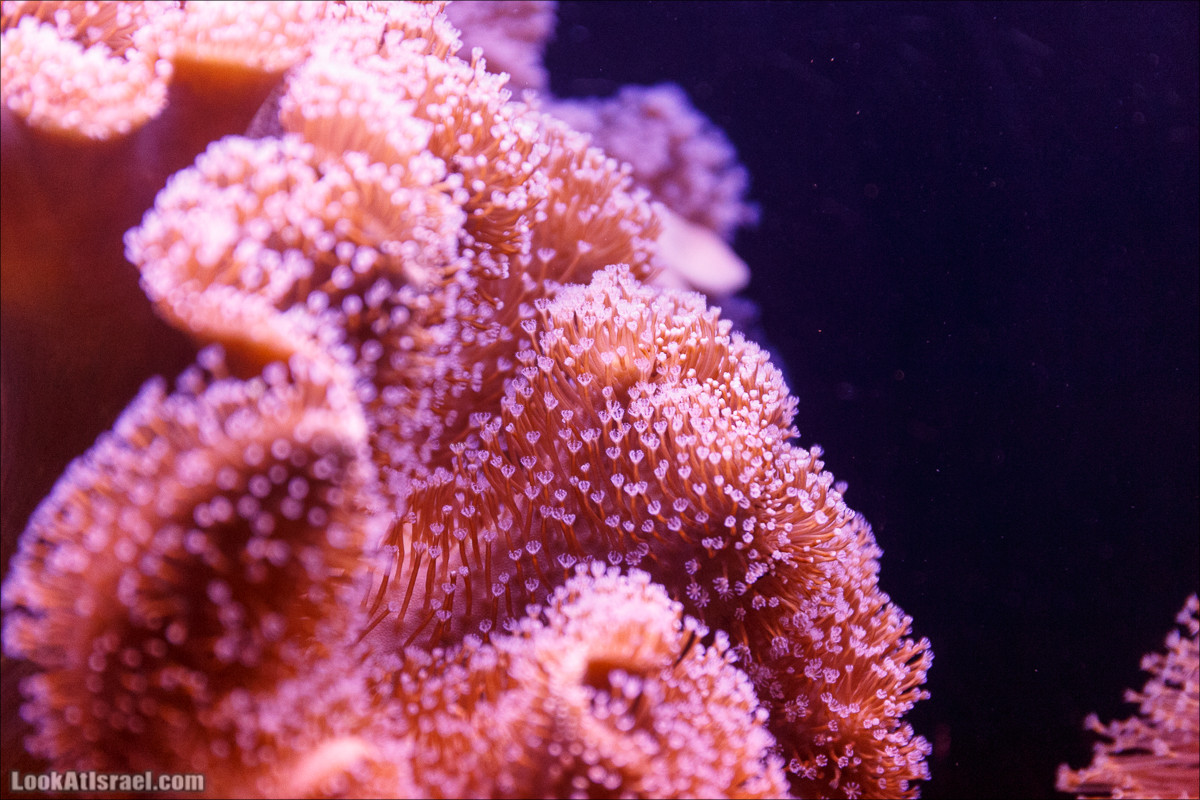 Подводная обсерватория Океанариум, Эйлат | LookAtIsrael.com - Фото путешествия по Израилю