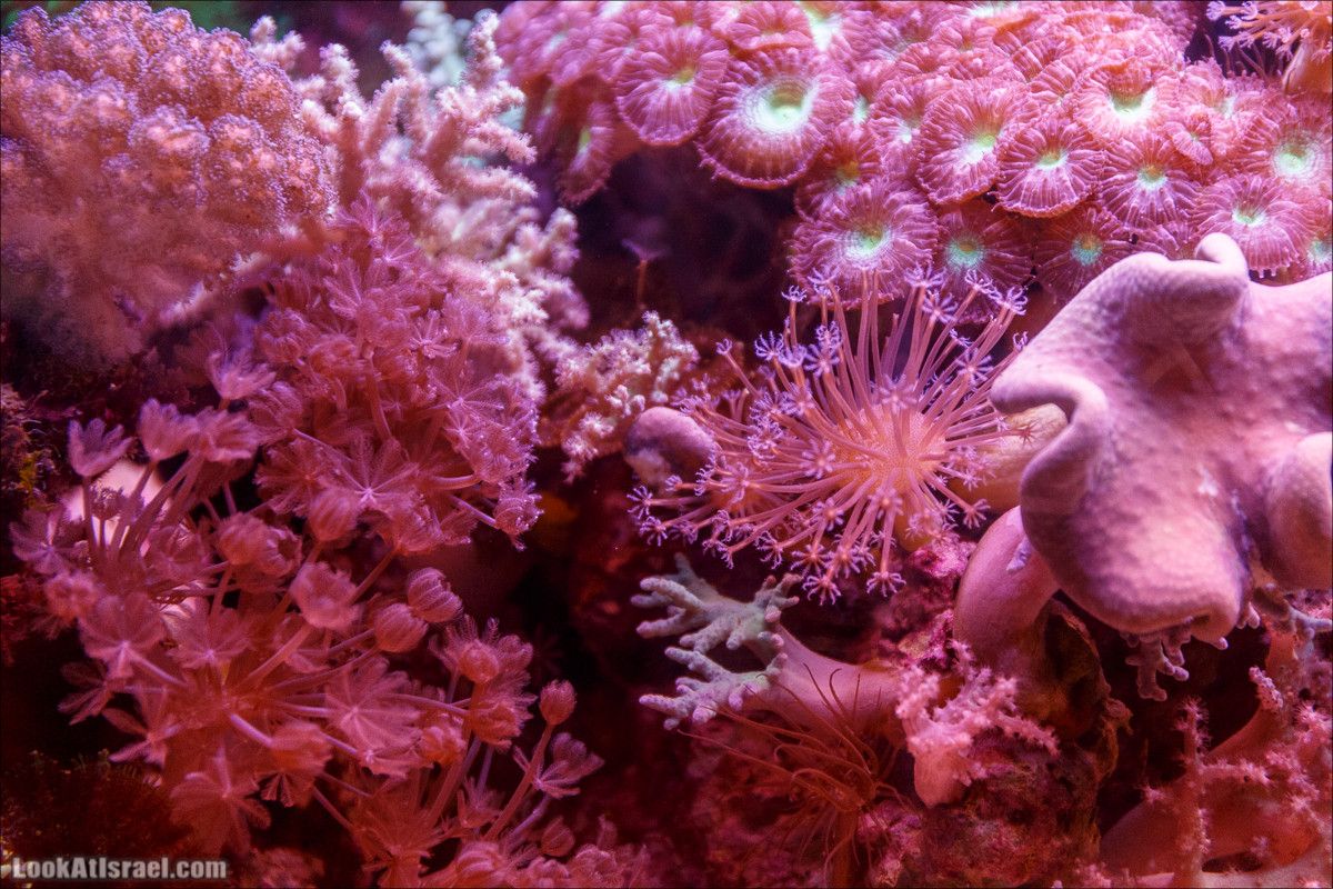 Подводная обсерватория Океанариум, Эйлат | LookAtIsrael.com - Фото путешествия по Израилю