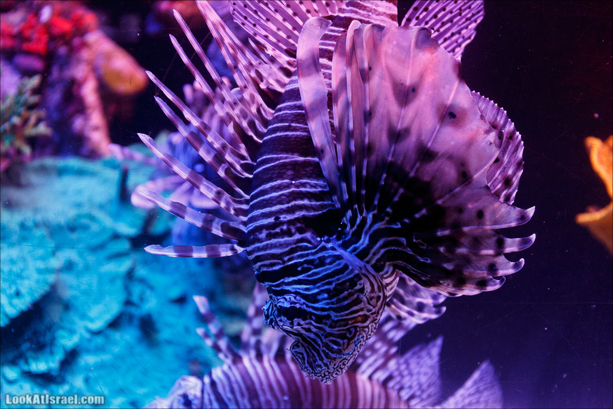 Подводная обсерватория Океанариум, Эйлат | LookAtIsrael.com - Фото путешествия по Израилю