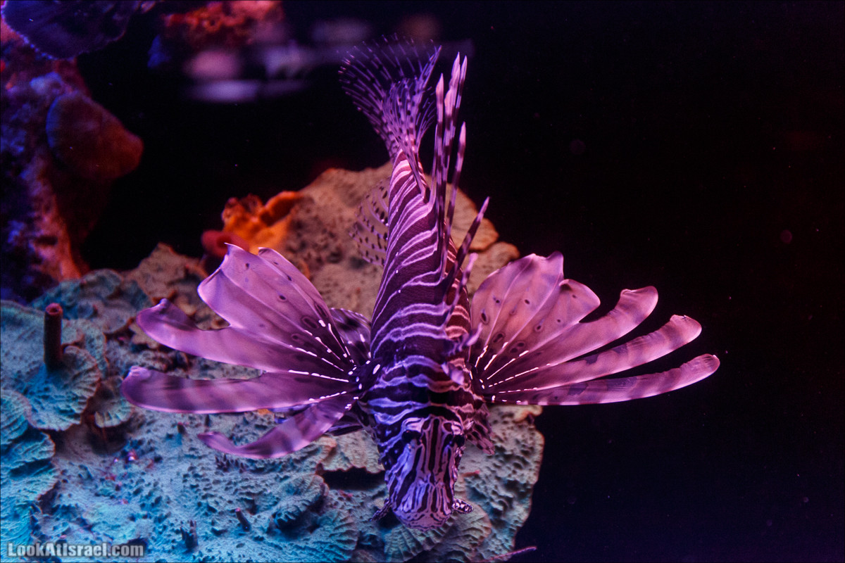 Подводная обсерватория Океанариум, Эйлат | LookAtIsrael.com - Фото путешествия по Израилю