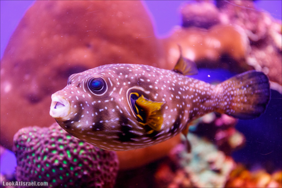 Подводная обсерватория Океанариум, Эйлат | LookAtIsrael.com - Фото путешествия по Израилю