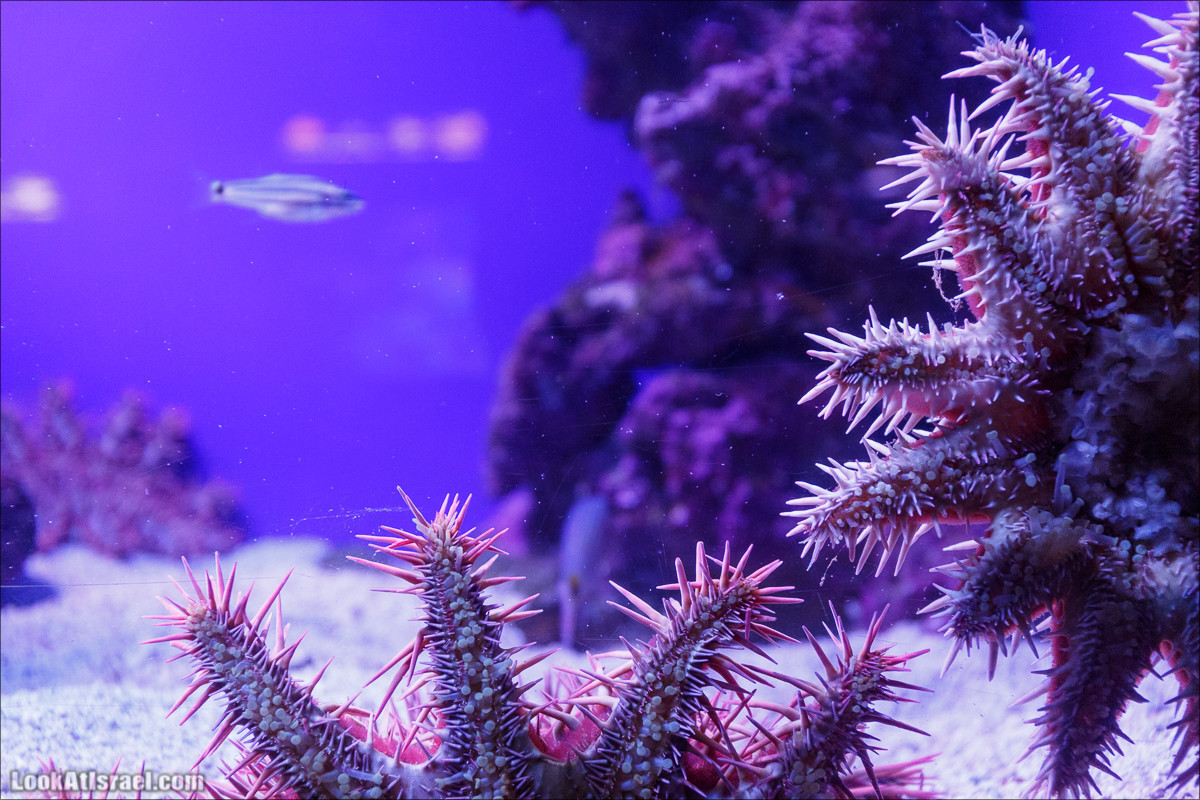 Подводная обсерватория Океанариум, Эйлат | LookAtIsrael.com - Фото путешествия по Израилю