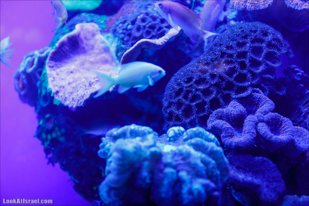 Подводная обсерватория Океанариум, Эйлат | LookAtIsrael.com - Фото путешествия по Израилю