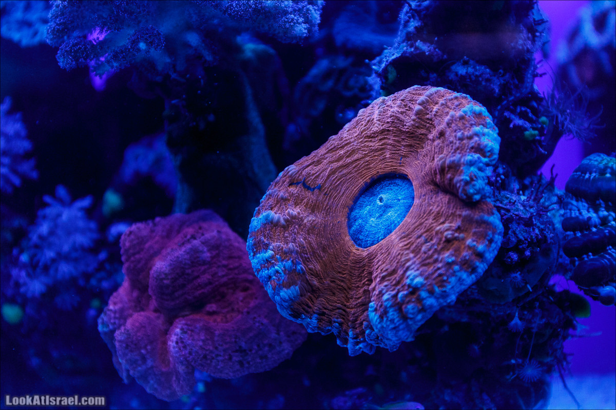 Подводная обсерватория Океанариум, Эйлат | LookAtIsrael.com - Фото путешествия по Израилю