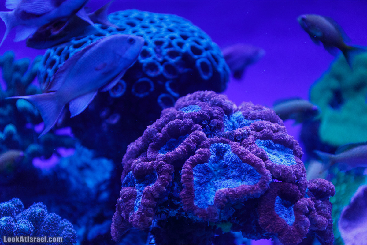 Подводная обсерватория Океанариум, Эйлат | LookAtIsrael.com - Фото путешествия по Израилю