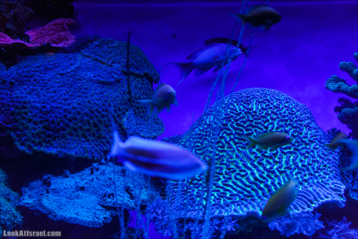 Подводная обсерватория Океанариум, Эйлат | LookAtIsrael.com - Фото путешествия по Израилю
