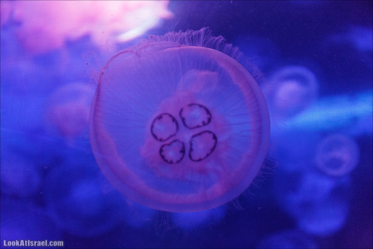 Подводная обсерватория Океанариум, Эйлат | LookAtIsrael.com - Фото путешествия по Израилю