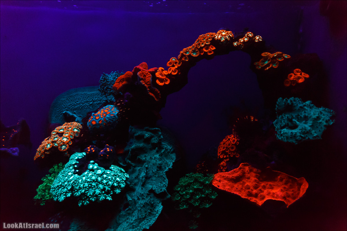 Подводная обсерватория Океанариум, Эйлат | LookAtIsrael.com - Фото путешествия по Израилю